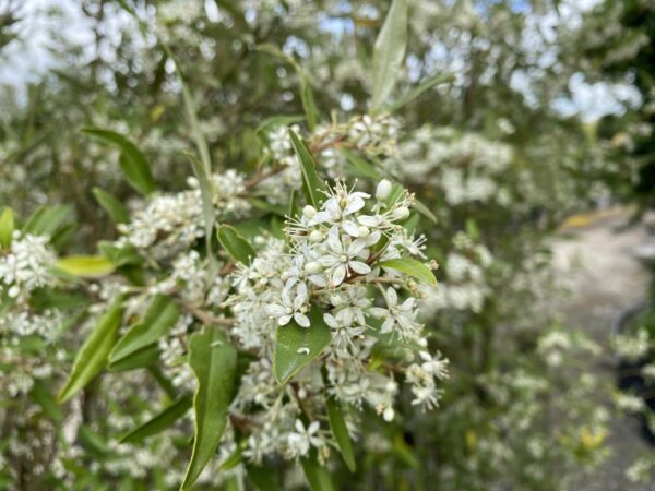<i>Phebalium squameum</i>