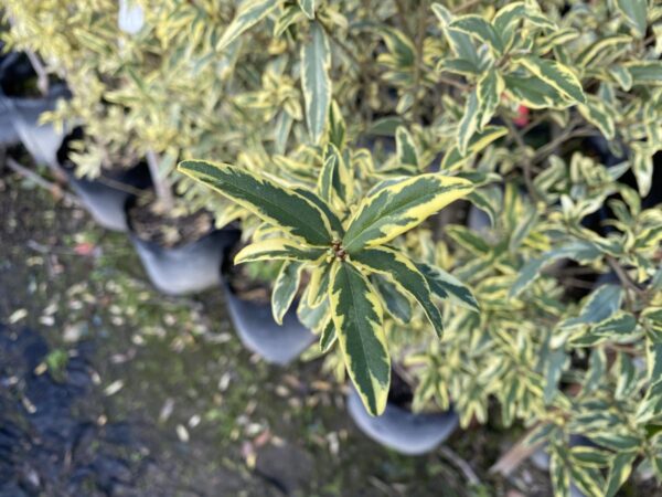 <i>Phebalium squameum</i> 'Illumination'
