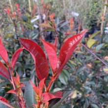 Close-up of a Red Robin shrub featuring vibrant red new growth against a backdrop of mature green leaves. The glossy, pointed leaves catch the sunlight, highlighting the plant's colorful foliage.