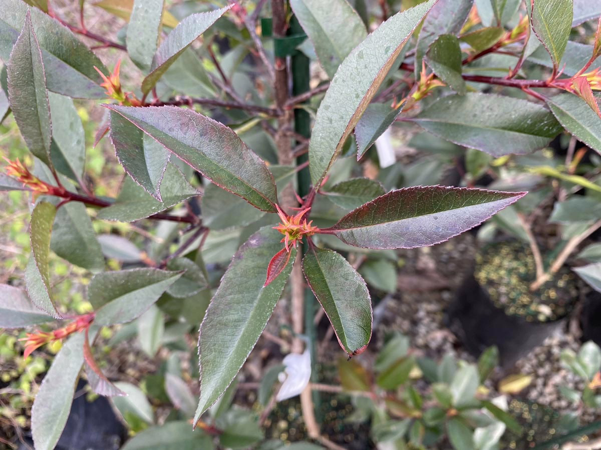 Photinia x fraseri ‘Dark Knight’ plant: dark green, glossy leaves with red edges and stems. A vibrant evergreen shrub.
