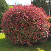 Vibrant Photinia Red Robin shrub with bright red new growth, contrasting with mature green leaves, in a lush garden setting. A burst of color and texture in landscaping.
