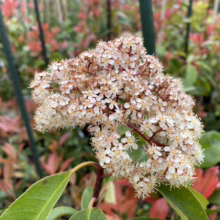 Close-up of a Photinia plant in bloom, showcasing clusters of creamy white flowers against a backdrop of glossy green and vibrant red leaves. The flowers are densely packed, creating a visually appealing contrast with the foliage.