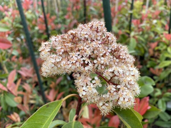 <i>Photinia</i> x <i>fraseri</i> 'Red Robin' - Image 3