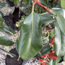 Close-up of a Photinia plant's glossy green leaves and vibrant red stems. The leaves are smooth with prominent veins, showcasing the plant's healthy foliage.