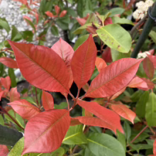 Close-up of a Red Robin plant with vibrant red new growth leaves contrasting against mature green foliage. White flower buds are visible in the background.