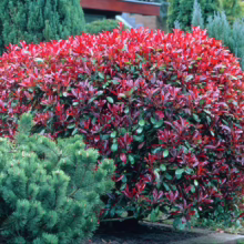 A vibrant Red Robin shrub bursts with bright red new growth amidst dark green mature leaves, adding a splash of color to a lush garden setting.