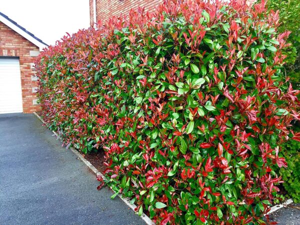 <i>Photinia</i> x <i>fraseri</i> 'Red Robin'