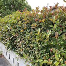 Lush Photinia hedge with vibrant green and red leaves lining a concrete block wall, providing natural privacy and curb appeal.