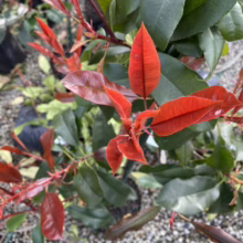 Close-up of a Red Robin Photinia shrub, showcasing its vibrant red new growth against a backdrop of glossy green mature leaves. The plant sits in a pot, surrounded by gravel.