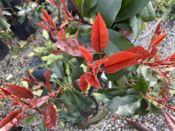 <i>Photinia</i> x <i>fraseri</i> 'Red Robin' - Image 8