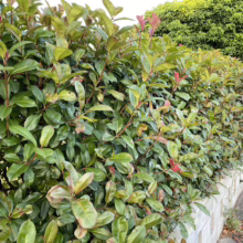 Dense photinia hedge with vibrant green and red leaves lining a stone wall. A lush green tree provides a soft background, creating a natural privacy screen.