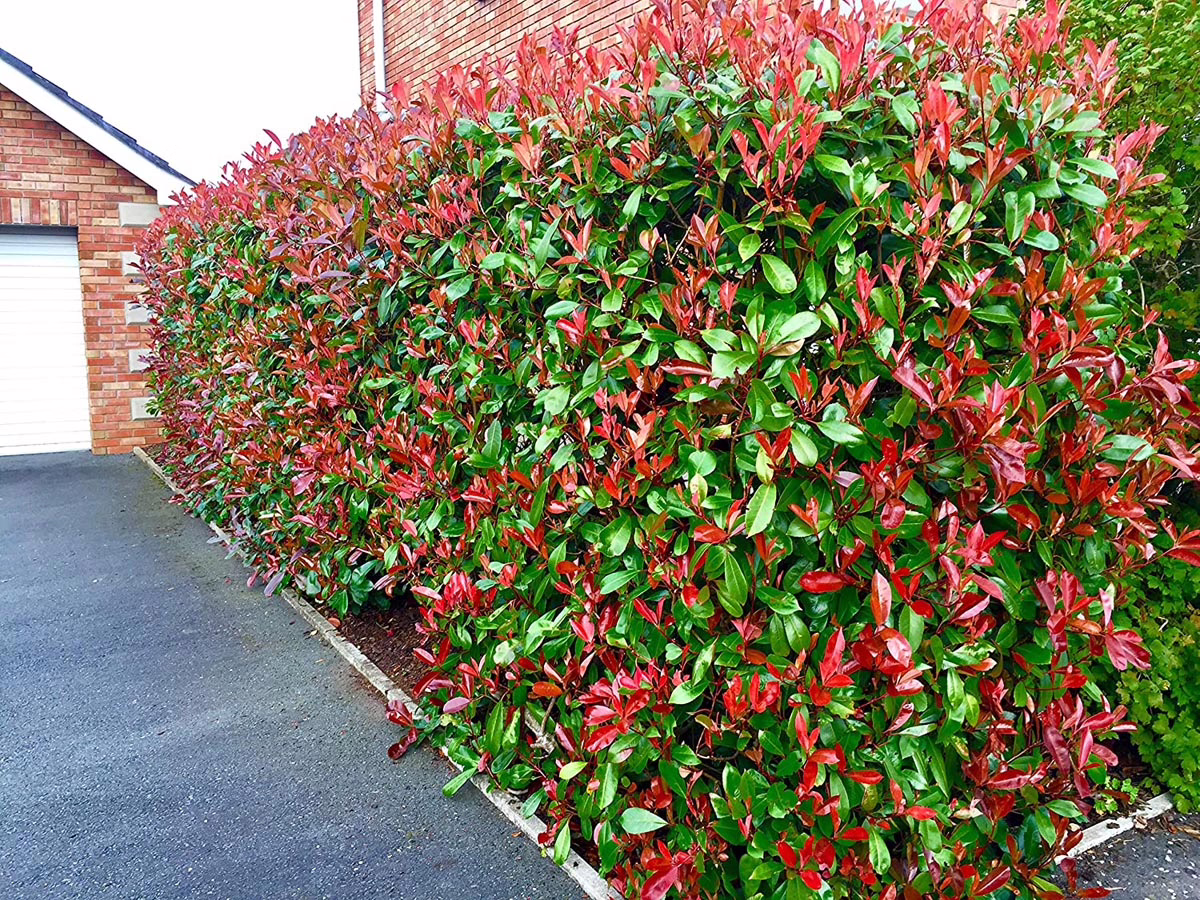 Dense Photinia x fraseri ‘Red Robin’ hedge displaying bright red new leaves contrasting with mature green foliage, creating a vibrant garden privacy screen.