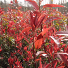 Field of vibrant red Photinia shrubs, their glossy leaves catching the sunlight, creating a striking, colorful groundcover. A lush, healthy display of these popular landscaping plants.