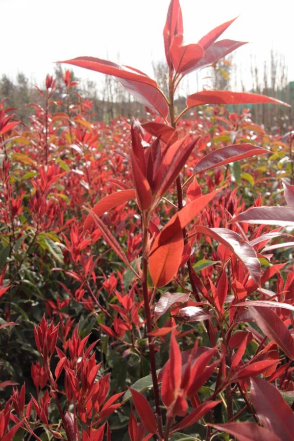 <i>Photinia</i> x <i>fraseri</i> 'Superhedge' - Image 2