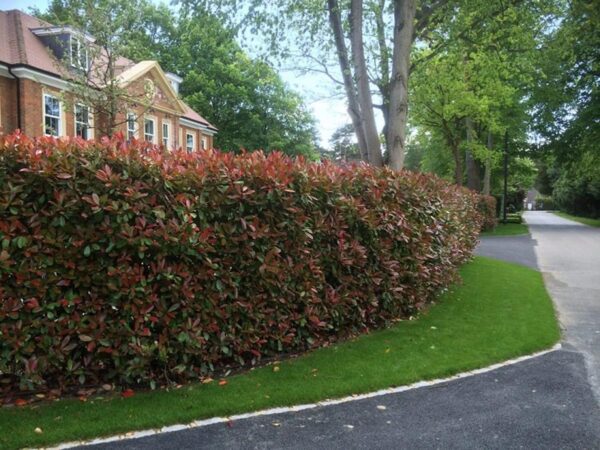 <i>Photinia</i> x <i>fraseri</i> 'Superhedge'