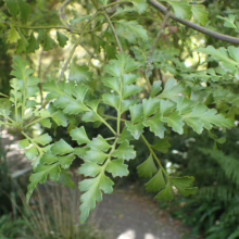 Lush green foliage of a Pseudopanax crassifolius, or lancewood tree, with its distinctive toothed leaves, creating a vibrant, natural scene in a garden setting.