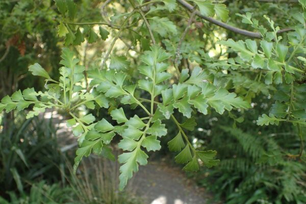 <i>Phyllocladus trichomanoides</i> - Image 2