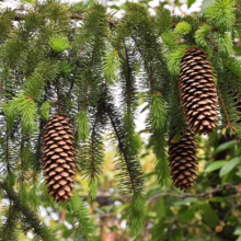 Lush green spruce branches laden with mature brown cones hang gracefully, showcasing the beauty of evergreen trees in a natural setting.