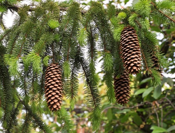 <i>Picea abies</i> - Image 2