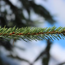 Close-up of a vibrant green evergreen branch, its needles adorned with glistening water droplets, against a soft backdrop of blue sky and blurred foliage.