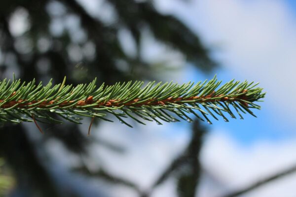 <i>Picea abies</i> - Image 3