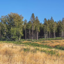 Golden meadow leads to a dense evergreen forest under a clear blue sky. Tall pine trees create a textured backdrop, showcasing a serene natural landscape.
