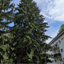 Towering evergreen tree with dense, drooping branches stands majestically against a partly cloudy blue sky, next to a light-colored apartment building. Lush green hedge in foreground.