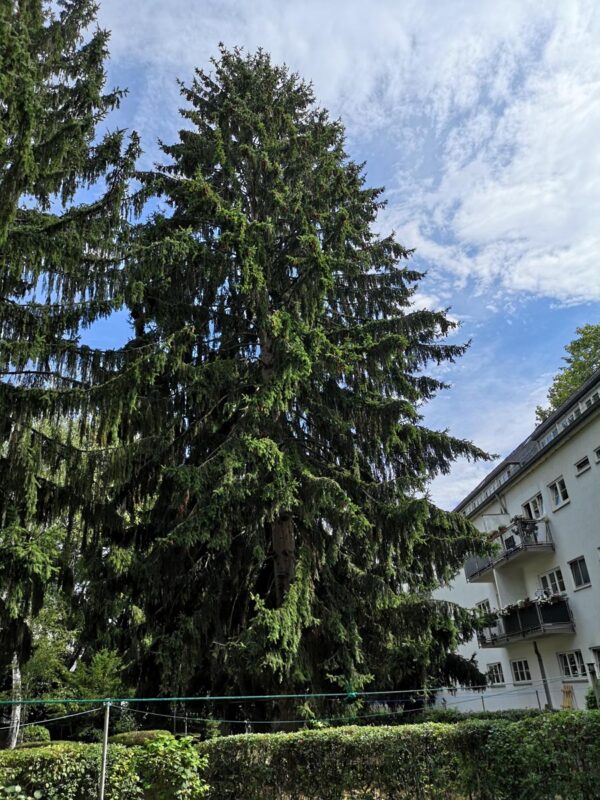 <i>Picea abies</i> - Image 5