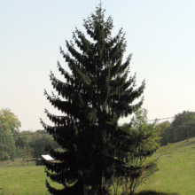 Lush green spruce tree standing tall in a vibrant meadow, with a small shed visible in the background. The scene evokes a sense of natural beauty and tranquility.