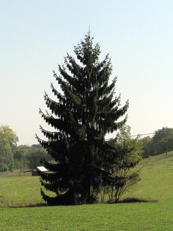 <i>Picea abies</i> - Image 6