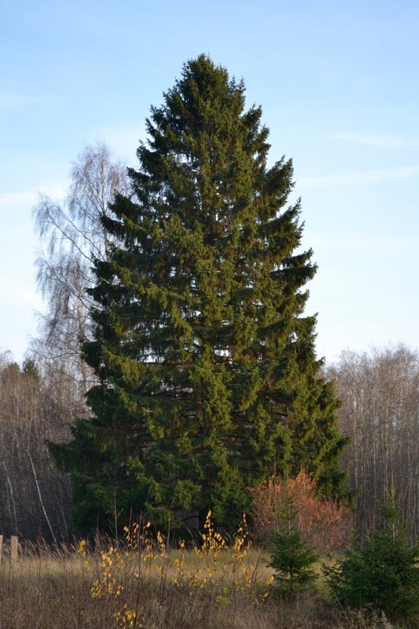 <i>Picea abies</i>