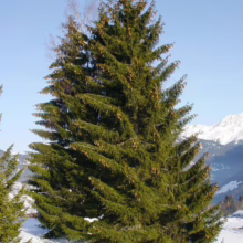 A tall, green spruce tree laden with brown cones stands in a snowy field, set against a backdrop of snow-capped mountains and a clear blue sky.