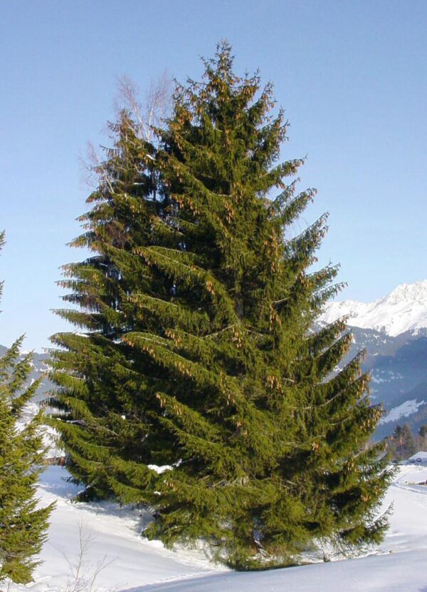 <i>Picea abies</i> - Image 7