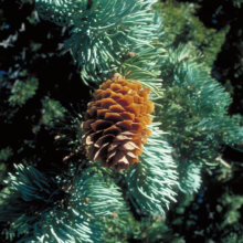 A close-up of a blue spruce branch with a brown pine cone. The needles are a striking blue-green, contrasting with the warm tones of the cone's scales.