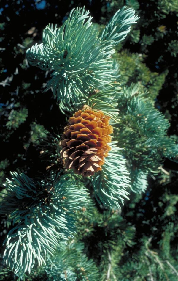 <i>Picea engelmannii</i> subsp. <i>mexicana</i> - Image 2