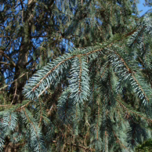 Close-up of vibrant blue spruce tree branches, showcasing their unique color and needle texture against a bright blue sky.