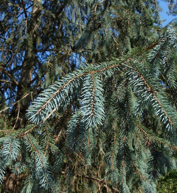 <i>Picea engelmannii</i> subsp. <i>mexicana</i> - Image 3