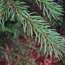 Close-up of vibrant green spruce tree branch with sharp needles against a blurred forest background. The needles are arranged densely along the brown stem, showcasing the texture and color of the evergreen foliage.