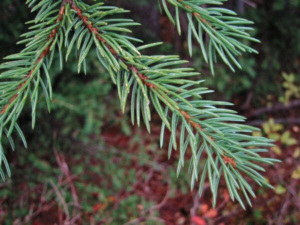 <i>Picea engelmannii</i> subsp. <i>mexicana</i> - Image 5