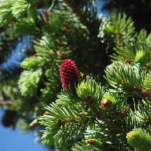 Close-up of vibrant green spruce tree branches with a striking red cone against a clear blue sky. Fresh growth and texture highlight the beauty of nature.