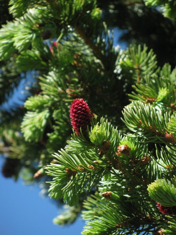 <i>Picea pungens</i> - Image 2