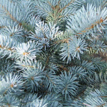 Close-up of a vibrant blue spruce tree, showcasing its dense, silvery-blue needles and textured branches. The evergreen foliage creates a lush, cool-toned visual.