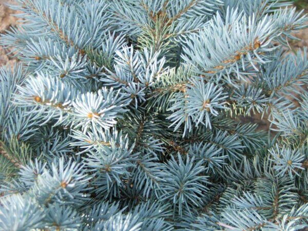 <i>Picea pungens</i> - Image 3