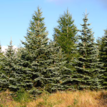 A cluster of lush evergreen trees, some with blue-green needles, stands tall against a bright blue sky. The scene evokes a sense of natural beauty and tranquility.