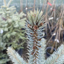 Close-up of a blue spruce seedling with new growth, showcasing its silvery-blue needles and tiny cones. Ideal for Christmas trees and landscaping.
