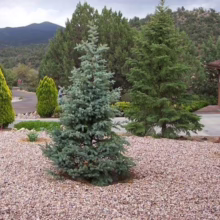 A well-maintained yard with drought-resistant landscaping featuring gravel, evergreen trees, and a glimpse of mountains in the background. A brown house with a garage is visible to the right.