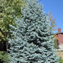 A vibrant blue spruce tree stands prominently on a green lawn beneath a clear blue sky. The evergreen's dense branches create a full, pyramidal shape, contrasting with the leafy green tree behind it and a brick house in the background.