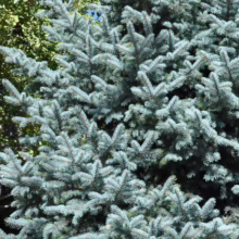 Close-up of a vibrant blue spruce tree, its needles densely packed and showcasing a striking silvery-blue hue. A green-leaved tree provides a soft backdrop, accentuating the blue spruce's unique color.
