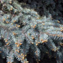 Close-up of a blue spruce tree branch, showing its distinctive blue-green needles and small brown cones. The image highlights the texture and color of this evergreen conifer.