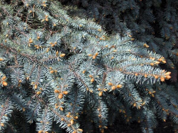 <i>Picea pungens</i> 'Glauca' - Image 2